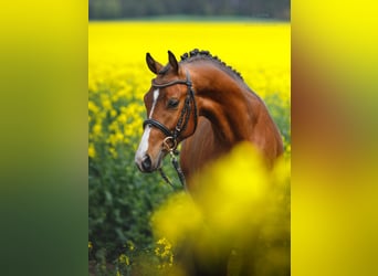 Polnisches Reitpony, Hengst, 3 Jahre, 145 cm, Brauner