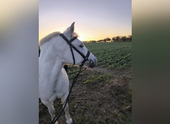 Polnisches Reitpony Mix, Stute, 10 Jahre, 125 cm, Schimmel