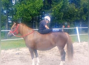 Polnisches Reitpony Mix, Stute, 10 Jahre, 138 cm, Dunkelfuchs