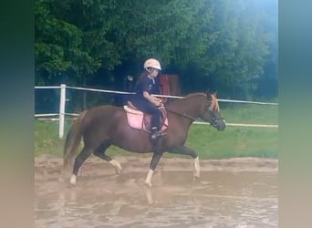 Polnisches Reitpony Mix, Stute, 10 Jahre, 138 cm, Dunkelfuchs