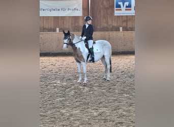 Polnisches Reitpony, Stute, 10 Jahre, 140 cm, Schecke