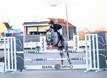 Polnisches Reitpony, Stute, 10 Jahre, 149 cm, Schimmel