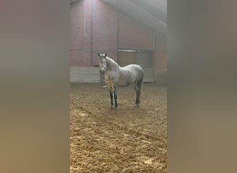 Polnisches Reitpony, Stute, 10 Jahre, 151 cm, Apfelschimmel