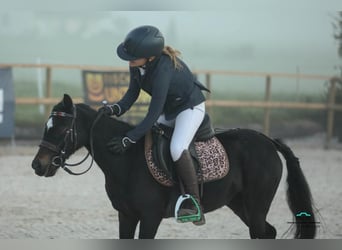 Polnisches Reitpony, Stute, 11 Jahre, 110 cm, Rappe