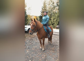 Polnisches Reitpony, Stute, 11 Jahre, 145 cm, Fuchs