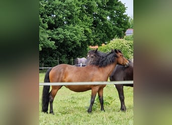 Polnisches Reitpony, Stute, 11 Jahre, 147 cm, Brauner