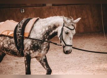 Polnisches Reitpony, Stute, 11 Jahre, 148 cm, Apfelschimmel