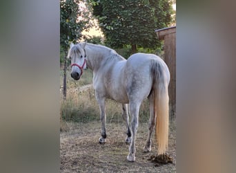 Polnisches Reitpony, Stute, 11 Jahre, 150 cm, Apfelschimmel