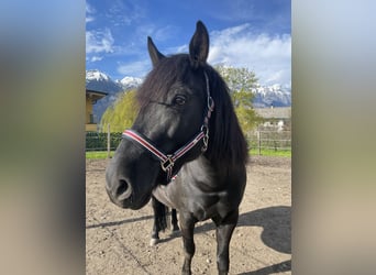 Polnisches Reitpony, Stute, 12 Jahre, 140 cm, Rappe