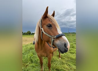 Polnisches Reitpony, Stute, 12 Jahre, 145 cm, Fuchs