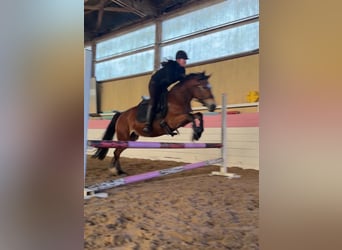 Polnisches Reitpony, Stute, 14 Jahre, 148 cm, Brauner