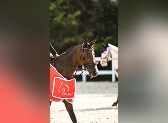 Polnisches Reitpony, Stute, 15 Jahre, 148 cm, Rotbrauner