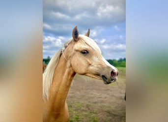 Polnisches Reitpony, Stute, 1 Jahr, 146 cm