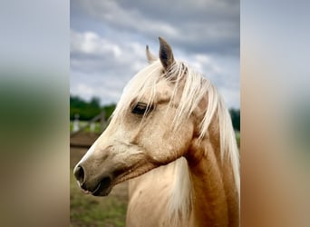 Polnisches Reitpony, Stute, 1 Jahr, 146 cm