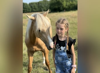 Polnisches Reitpony, Stute, 1 Jahr, 146 cm