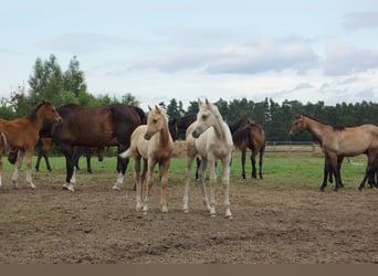 Polnisches Reitpony, Stute, 1 Jahr, 146 cm