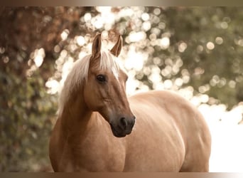 Polnisches Reitpony Mix, Stute, 20 Jahre, 140 cm, Palomino