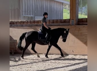 Polnisches Reitpony, Stute, 20 Jahre, 150 cm, Rappe