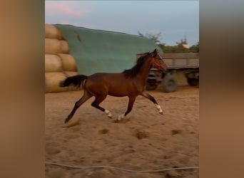 Polnisches Reitpony, Stute, 2 Jahre, Brauner