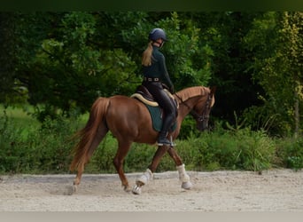 Polnisches Reitpony, Stute, 3 Jahre, 145 cm, Dunkelfuchs