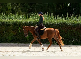 Polnisches Reitpony, Stute, 3 Jahre, 145 cm, Dunkelfuchs
