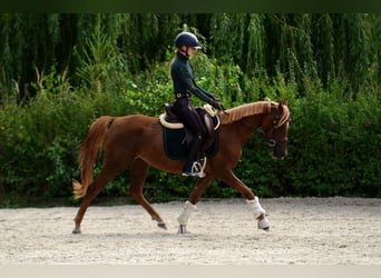 Polnisches Reitpony, Stute, 3 Jahre, 145 cm, Dunkelfuchs