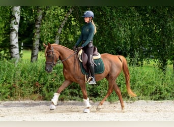 Polnisches Reitpony, Stute, 3 Jahre, 145 cm, Dunkelfuchs