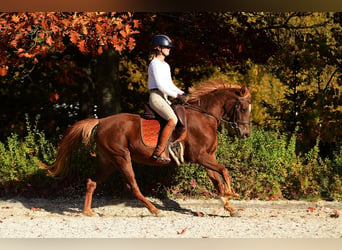 Polnisches Reitpony, Stute, 3 Jahre, 145 cm, Dunkelfuchs