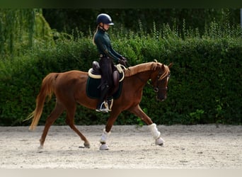 Polnisches Reitpony, Stute, 3 Jahre, 145 cm, Dunkelfuchs