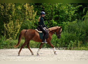 Polnisches Reitpony, Stute, 3 Jahre, 145 cm, Dunkelfuchs
