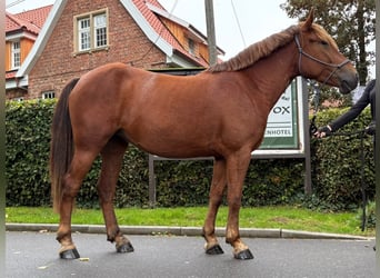 Polnisches Reitpony, Stute, 4 Jahre, 146 cm, Dunkelfuchs