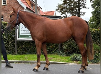 Polnisches Reitpony, Stute, 4 Jahre, 146 cm, Dunkelfuchs