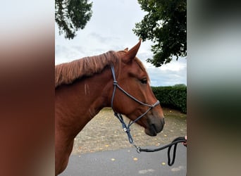 Polnisches Reitpony, Stute, 4 Jahre, 146 cm, Dunkelfuchs