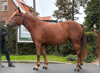Polnisches Reitpony, Stute, 4 Jahre, 146 cm, Dunkelfuchs