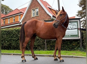 Polnisches Reitpony, Stute, 4 Jahre, 146 cm, Dunkelfuchs
