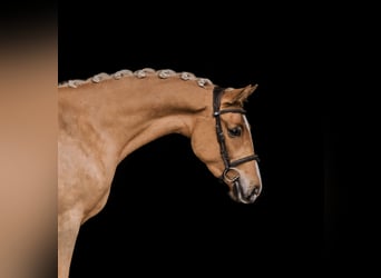 Polnisches Reitpony, Stute, 4 Jahre, 146 cm, Palomino