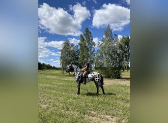 Polnisches Reitpony Mix, Stute, 4 Jahre, 146 cm, Schimmel