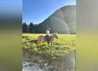 Polnisches Reitpony Mix, Stute, 5 Jahre, 135 cm, Falbe