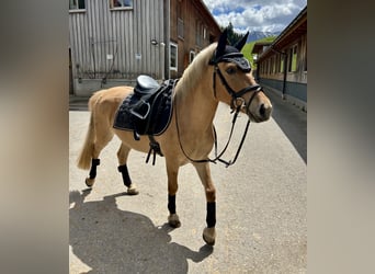 Polnisches Reitpony Mix, Stute, 5 Jahre, 135 cm, Falbe
