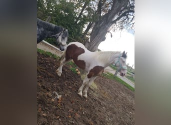 Polnisches Reitpony Mix, Stute, 5 Jahre, 145 cm, Schecke