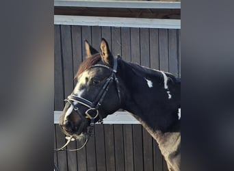Polnisches Reitpony, Stute, 5 Jahre, 154 cm, Schecke