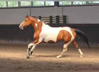 Polnisches Reitpony, Stute, 5 Jahre, 155 cm, Schecke