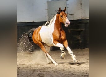 Polnisches Reitpony, Stute, 5 Jahre, 155 cm, Schecke