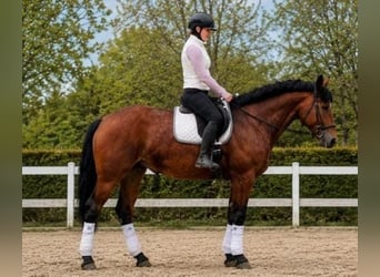 Polnisches Reitpony, Stute, 5 Jahre, 167 cm, Brauner