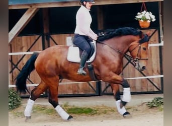Polnisches Reitpony, Stute, 5 Jahre, 167 cm, Brauner