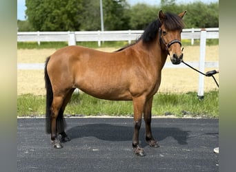 Polnisches Reitpony, Stute, 6 Jahre, 128 cm, Brauner