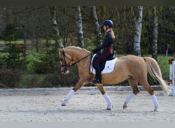 Polnisches Reitpony, Stute, 6 Jahre, 145 cm, Palomino