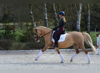 Polnisches Reitpony, Stute, 6 Jahre, 145 cm, Palomino