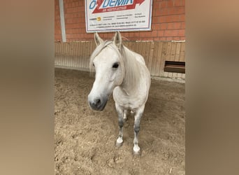 Polnisches Reitpony, Stute, 8 Jahre, 135 cm, Schimmel