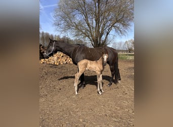 Polnisches Reitpony, Stute, , 146 cm, Buckskin